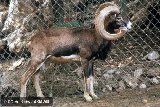 Side view of male, standing.  Ovis aries musimon, European Mouflon.