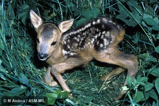 Side view of 3-day-old neonate, with spots.  Also as European Roe Deer.