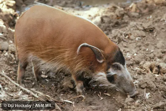 Side view of female, standing