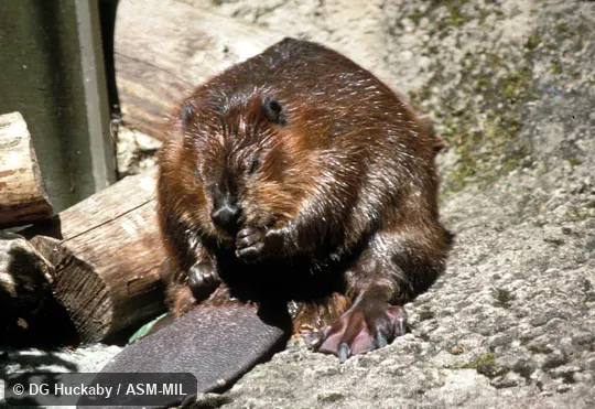 Sitting, facing camera, tail and feet in view, showing webbing between toes of hind feet.  Also as American Beaver, Canadian Beaver.