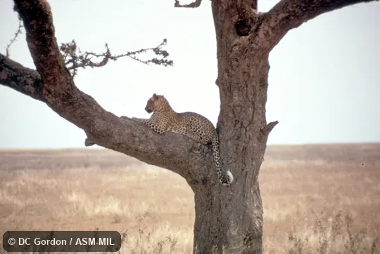 Side view, resting in tree.  Also as Panther.
