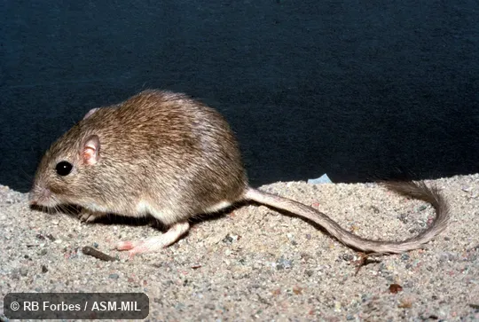 Side view, entire animal in view