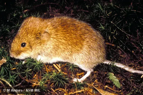 Side view, entire animal in view.  Formerly Myodes glareolus.