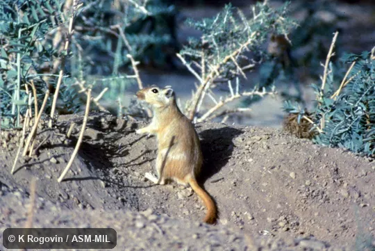 Animal sitting upright, entirely in view