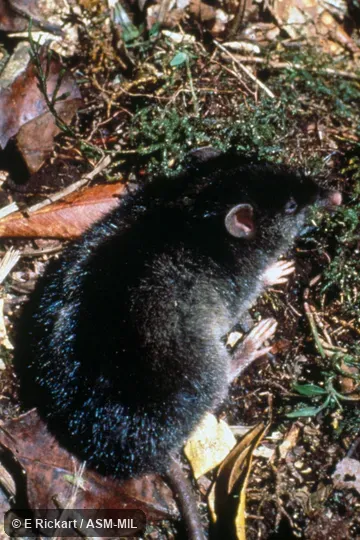 Side view, part of tail not in view. Also as Isarog Chrotomys|Isarog Striped Rat|Mount Isarog Striped Rat. Side view, part of tail not in view. Also as Isarog Chrotomys|Isarog Striped Rat|Mount Isarog Striped Rat.