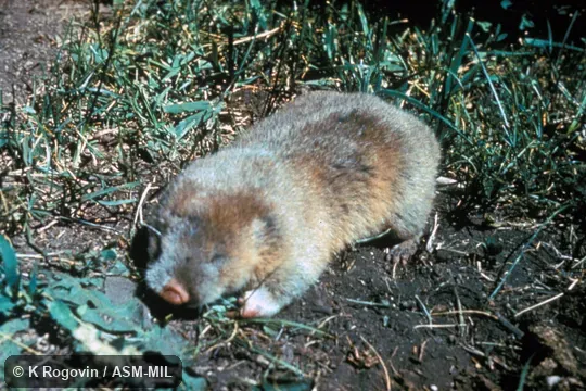 Three-quarter view from front, feet in view but not tail.  Also as Siberian Zokor.