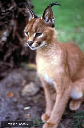 Front view, sitting.  Also as Red Lynx|Caracal Lynx.