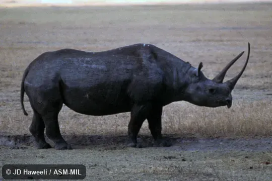 Side view, horns unusually long.  Also as Hook-lipped Rhinoceros, Prehensile-lipped Rhinoceros.