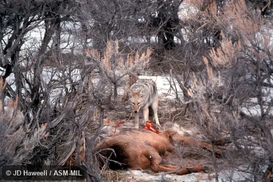 Individual feeding on elk carcass.  Also as Brush Wolf, Prairie Wolf.