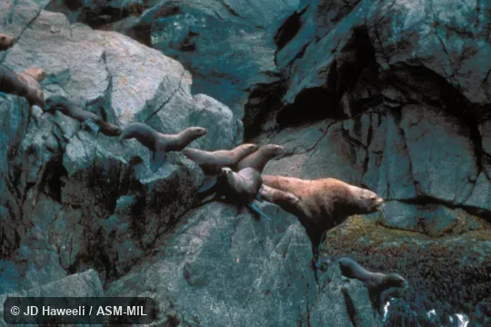 Male and group of females, on rock above surf.  Also as Northern Sea Lion.
