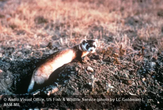 Side view, at burrow entrance