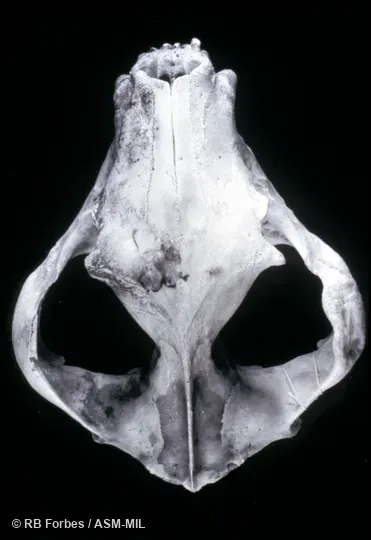 Dorsal view of skull.  Also as Devil, Native Devil.