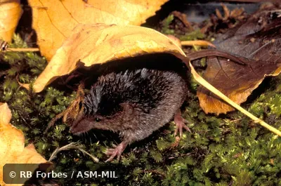 Dorsolateral view, tail and feet visible.  Formerly Soricomorpha.