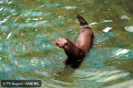 Oblique view of captive