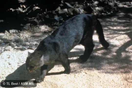 Side view from above, feet and tail visible.  Formerly Puma yagouaroundi.