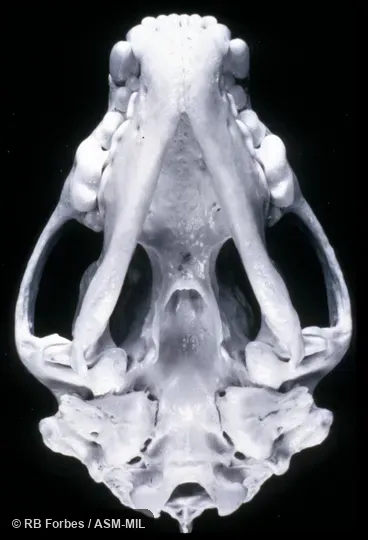 Ventral view of skull.  Also as Glutton, Skunk Bear.