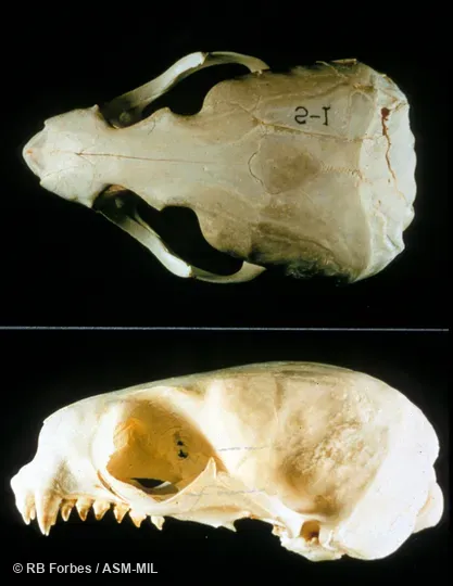 Dorsal and lateral view of skull (lower jaw not included).  Also as Alaskan Fur Seal|Pribilof Fur Seal.
