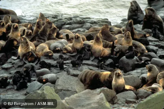 Herd, hauled out on rocks by beach.  Also as Alaskan Fur Seal, Pribilof Fur Seal.