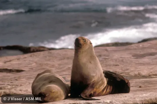 Front view. Arctocephalus pusillus pusillus. Also as Brown Fur Seal|Cape Fur Seal|South African Fur Seal. Front view. Arctocephalus pusillus pusillus. Also as Brown Fur Seal|Cape Fur Seal|South African Fur Seal.