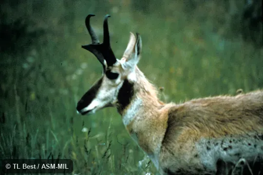 Side view of head, neck, and anterior half of trunk, showing male characteristics of long horns, and black regions on face and neck