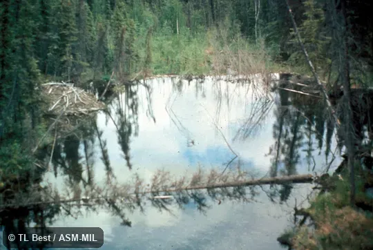View of beaver pond, lodge, and dam.  Also as American Beaver, Canadian Beaver.