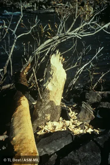Tree stump and trunk showing gnawing by beaver.  Also as American Beaver, Canadian Beaver.