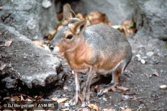 Side view, feet and limbs visible.  Also as Mara, Patagonian Cavy, Patagonian Hare.