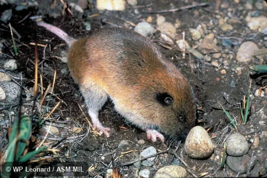 Side view, digging, Thomomys mazama yelmensis.  Also as Mazama Pocket Gopher.