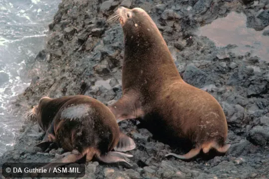 Oblique view of two males.  Also as California Sealion|Californian Sea Lion.