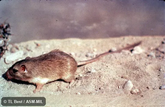 Side view, feet and tail visible.  Also as Sand Pocket Mouse.