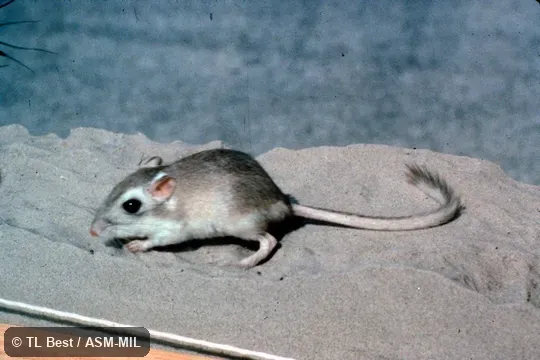 Side view, feet and tail visible