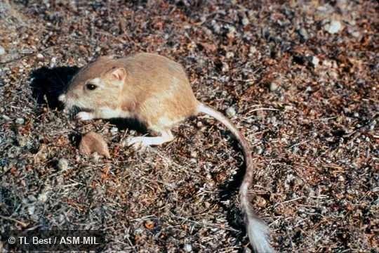 Side view from above, feet and tail visible.  Dipodomys deserti arizonae.