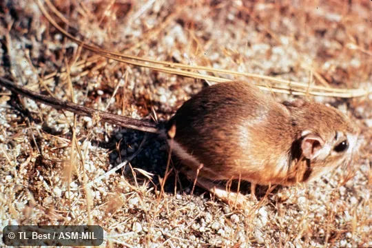 Dorsolateral view, most of tail visible, Dipodomys venustus elephantinus, Elephant-eared Kangaroo Rat.  Also as Santa Cruz Kangaroo Rat|Big-eared Kangaroo Ra.