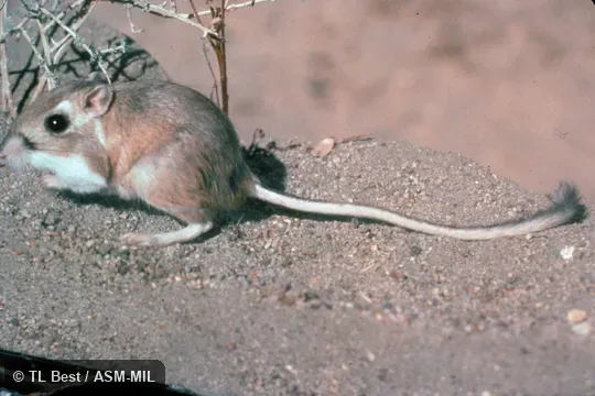 Dipodomys panamintinus mohavensis.  Side view, feet and tail visible.  Also as Mojave Kangaroo Rat.