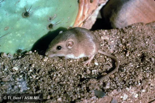 Side view, feet and tail visible Side view, feet and tail visible