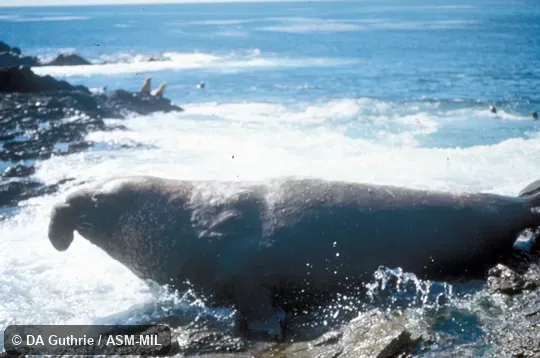 Side view of adult male.  Also as Northern Sea Elephant.