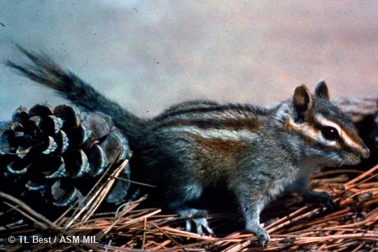 Side view, in captivity.  Formerly Tamias canipes.