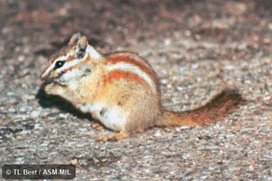 Side view.  Formerly Tamias rufus.