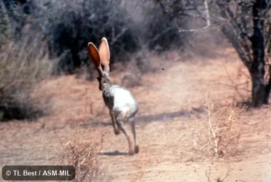 Individual running away from observer; ears, limbs, tail visible.  Lepus alleni alleni.  Also as Allen's Hare|Allen's Jackrabbit|Blanket Jak|Burro Jack|Jackass Rabbit|Mexican Jackrabbit|Saddle Jack|Wandering Jackrabbit.