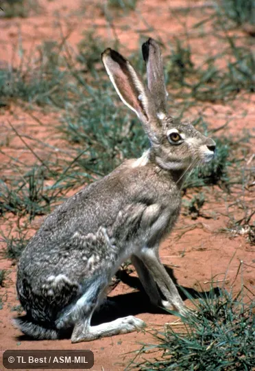 Lepus californicus californicus.  Side view.  Also as California Jackrabbit.