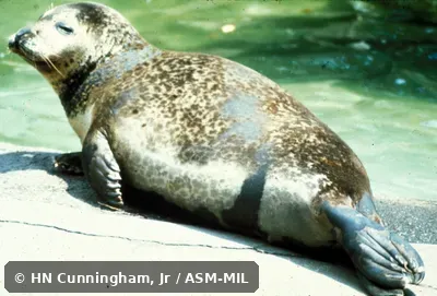 Side view.  Also as Common Seal|Harbour Seal.