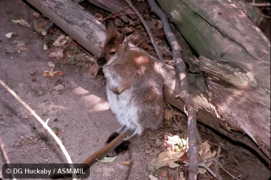 Side view, from above.  Also as Dusky Wallaby.