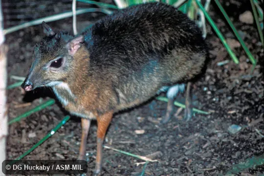 Side view, limbs and feet visible, female.  Also as Lesser Mouse-deer|Kancil.
