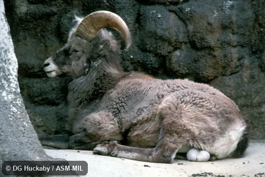 Side view, male, resting on ground Side view, male, resting on ground