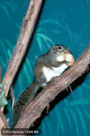 Side view, on tree branch, carrying food in mouth