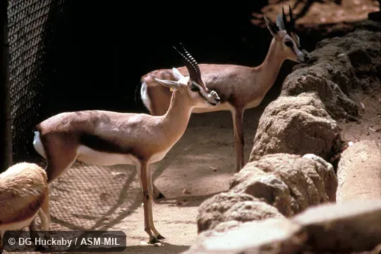 Side view of two individuals, 