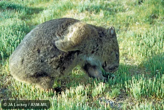 Lateral view; scratching with forelimb.  Also as Bare-nosed Wombat|Coarse-haired Wombat|Forest Wombat|Bass Strait Wombat|Flinders Island Wombat|Tasmanian Wombat.