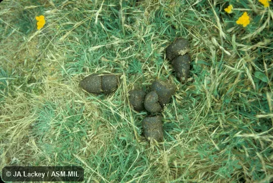 Close-up of fecal pellets, which are roughly cubical.  Also as Bare-nosed Wombat, Coarse-haired Wombat, Forest Wombat, Bass Strait Wombat, Flinders Island Wombat, Tasmanian Wombat.