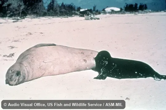 Side view of female with young.  Formerly Monachus schauinslandi.