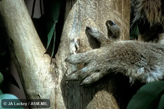 Left front foot shown holding on tree trunk, all digits clearly visible.  Also as Koala Bear, Monkey Bear, Native Bear.